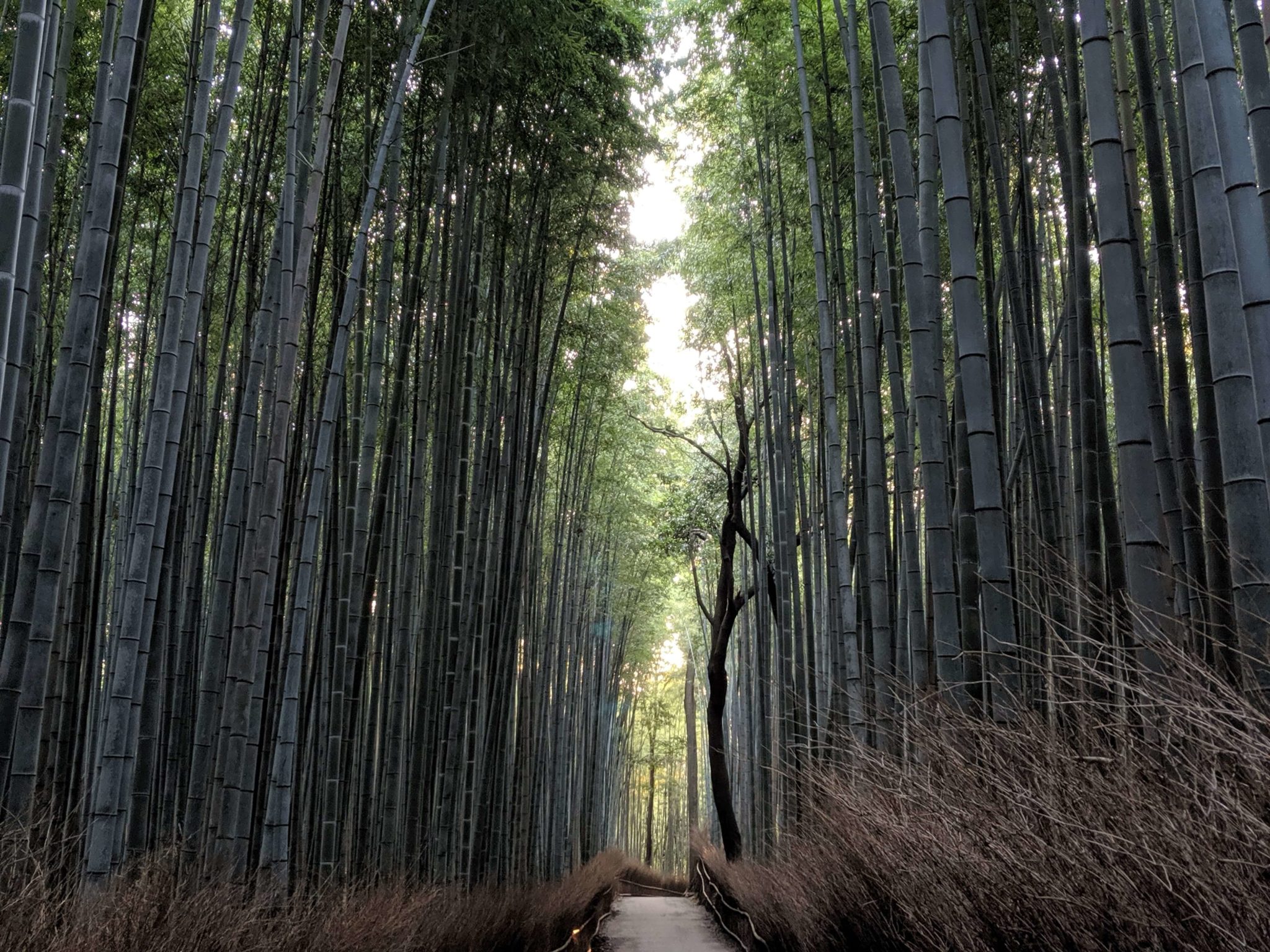 Grove bamboo forest escape прохождение