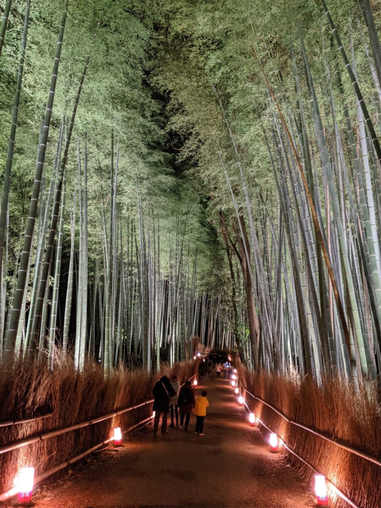 Arashiyama Bamboo Grove lit up