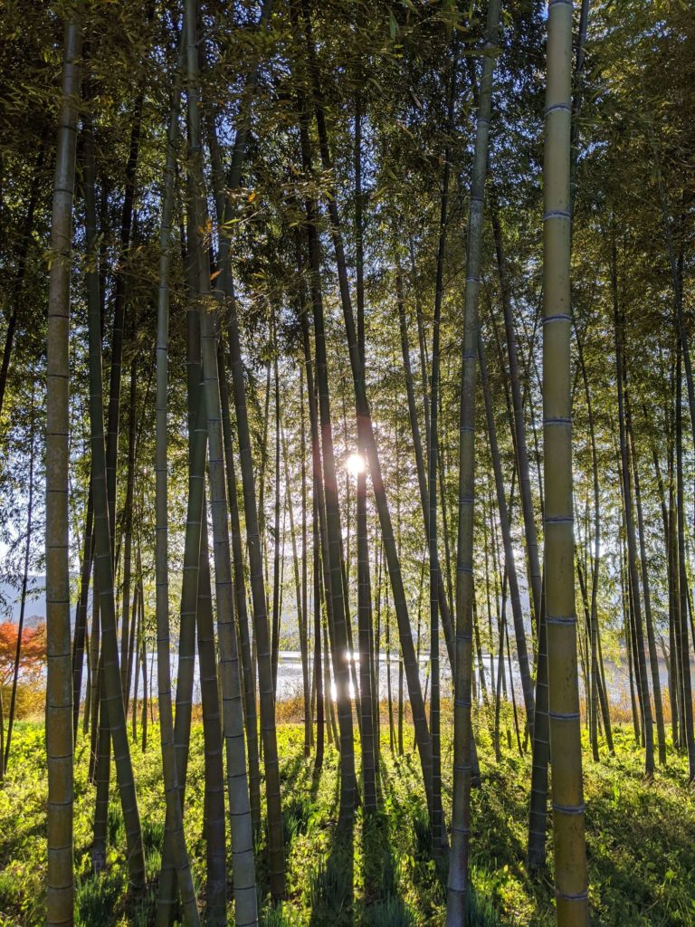 Bamboo trees with sunset