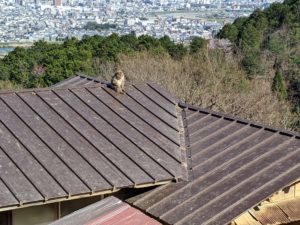 Arashiyama monkey park Iwatayama