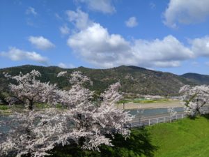 Togetsukyo bridge with cherry blossoms